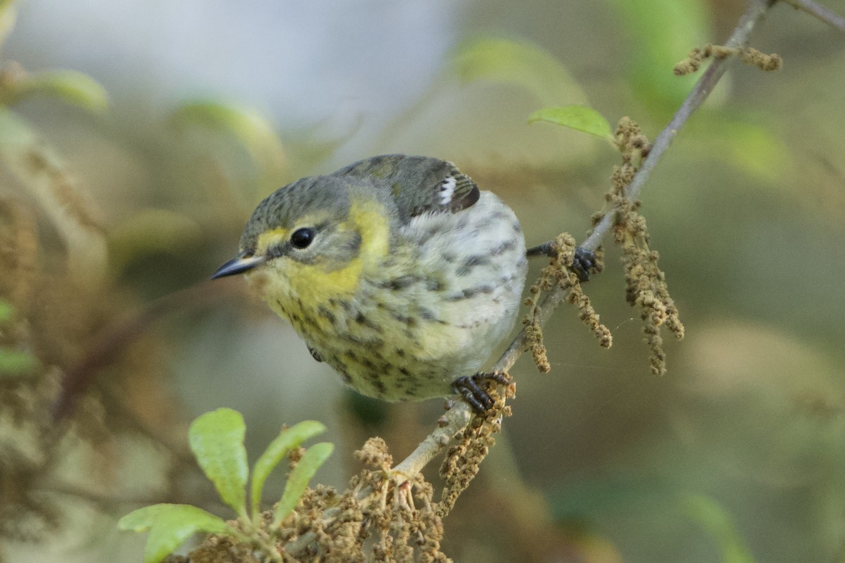 Cape May Warbler - ML617838111