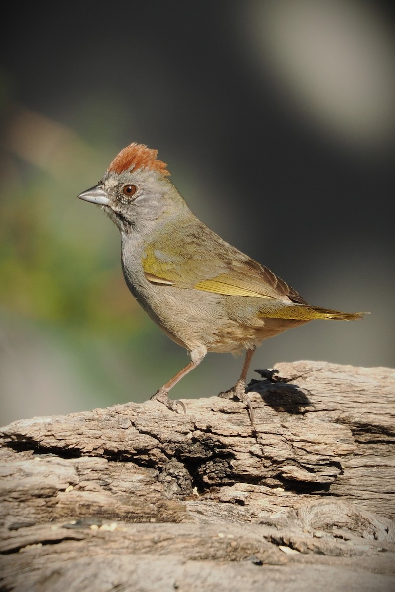 Green-tailed Towhee - ML617838118