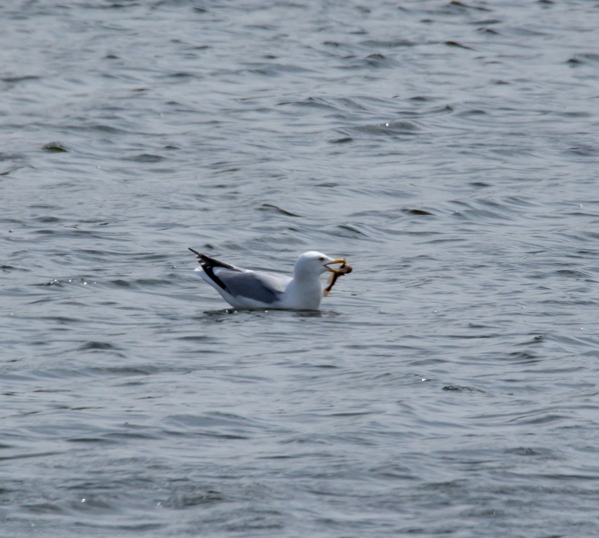 Gaviota Argéntea - ML617838159