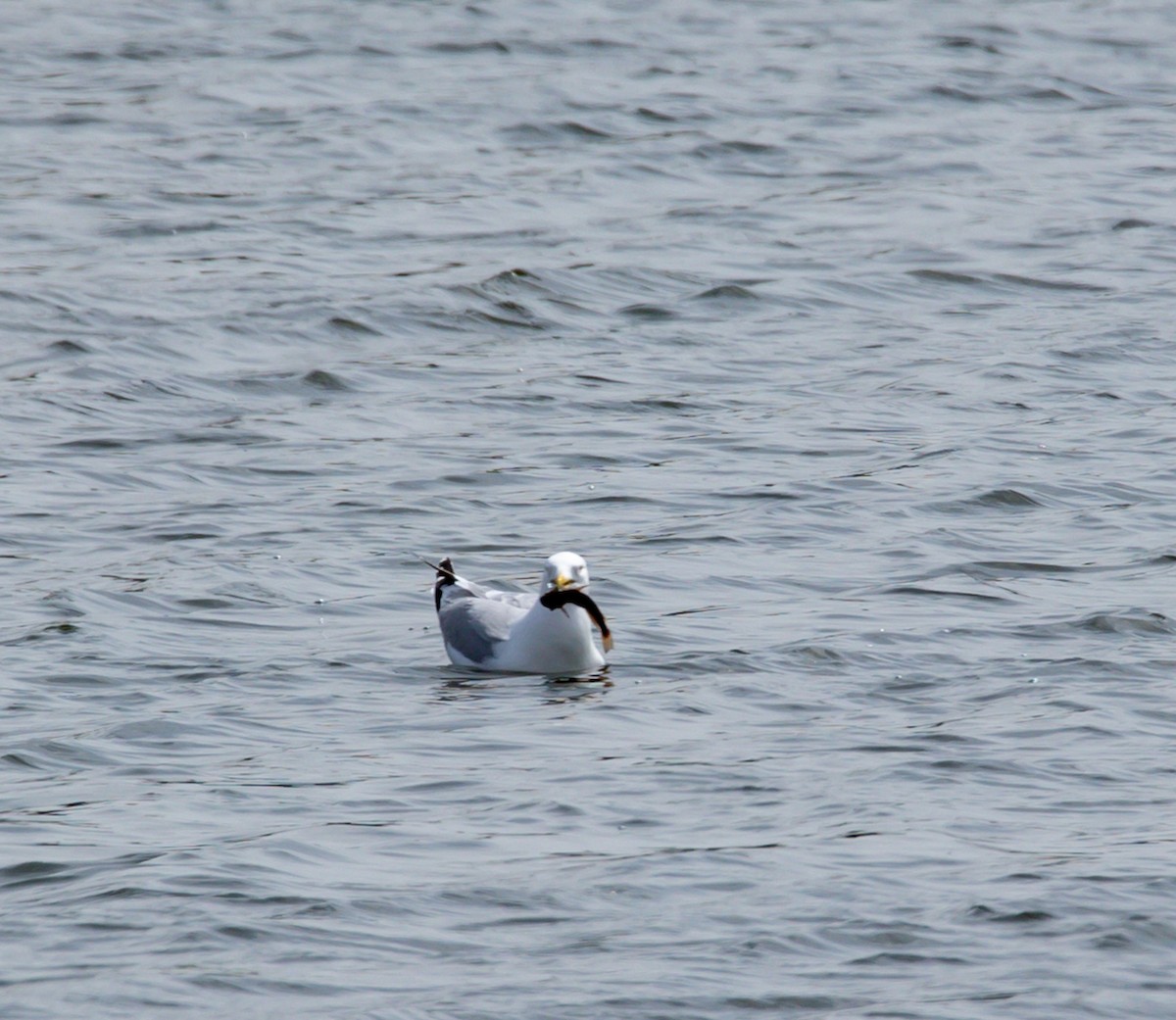 Herring Gull - ML617838160