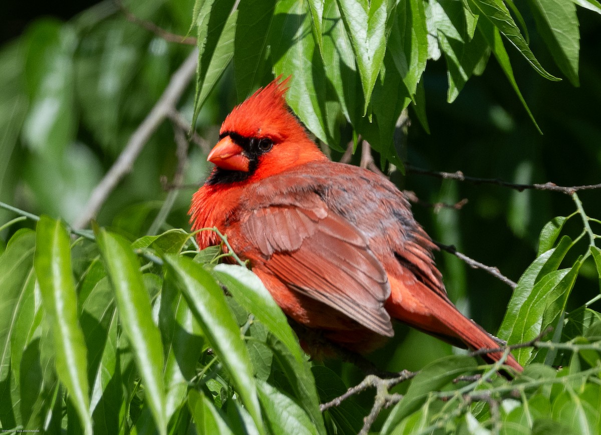 Northern Cardinal - ML617838164