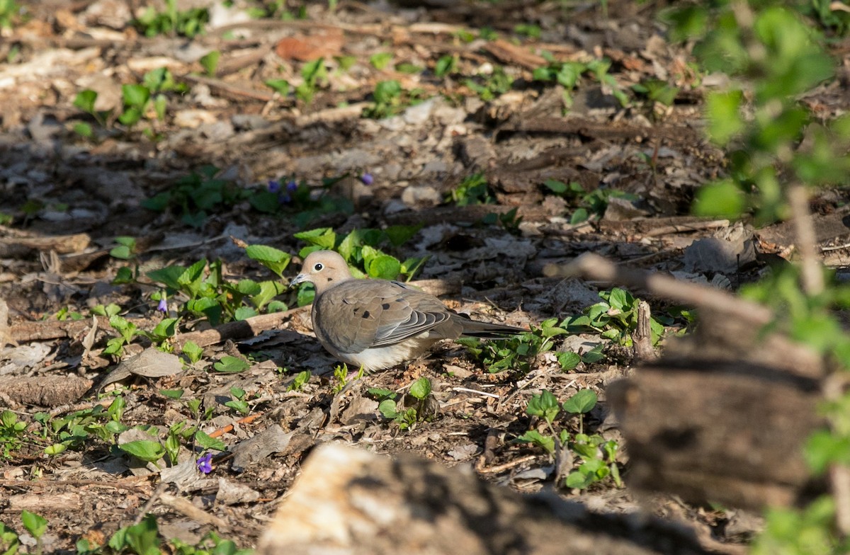 Mourning Dove - ML617838167