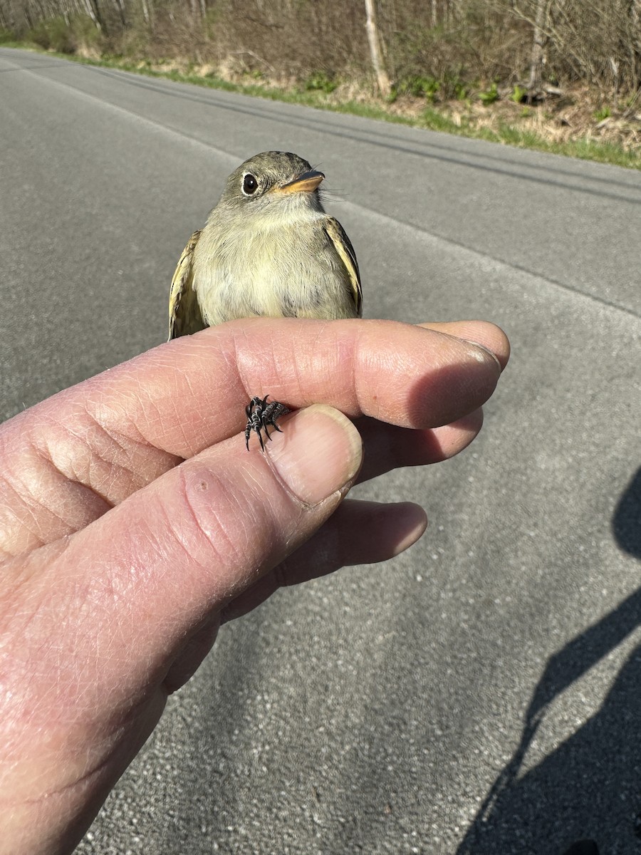 Least Flycatcher - ML617838168