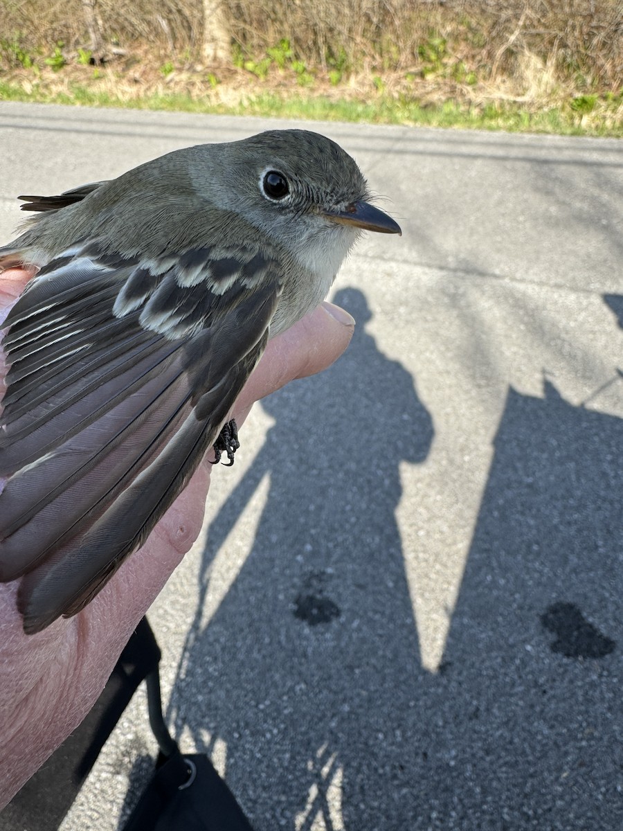 Least Flycatcher - ML617838175