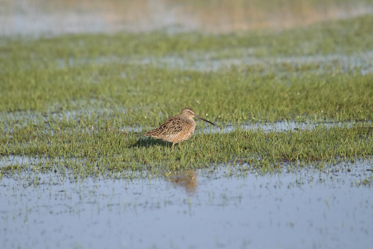 Long-billed Dowitcher - ML617838205