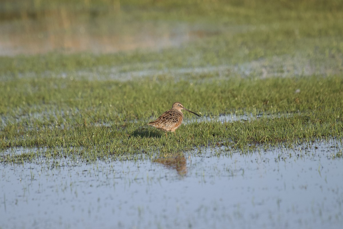 Long-billed Dowitcher - ML617838206