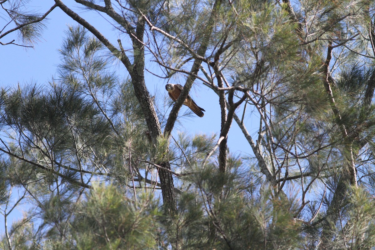 Australian Hobby - ML61783821