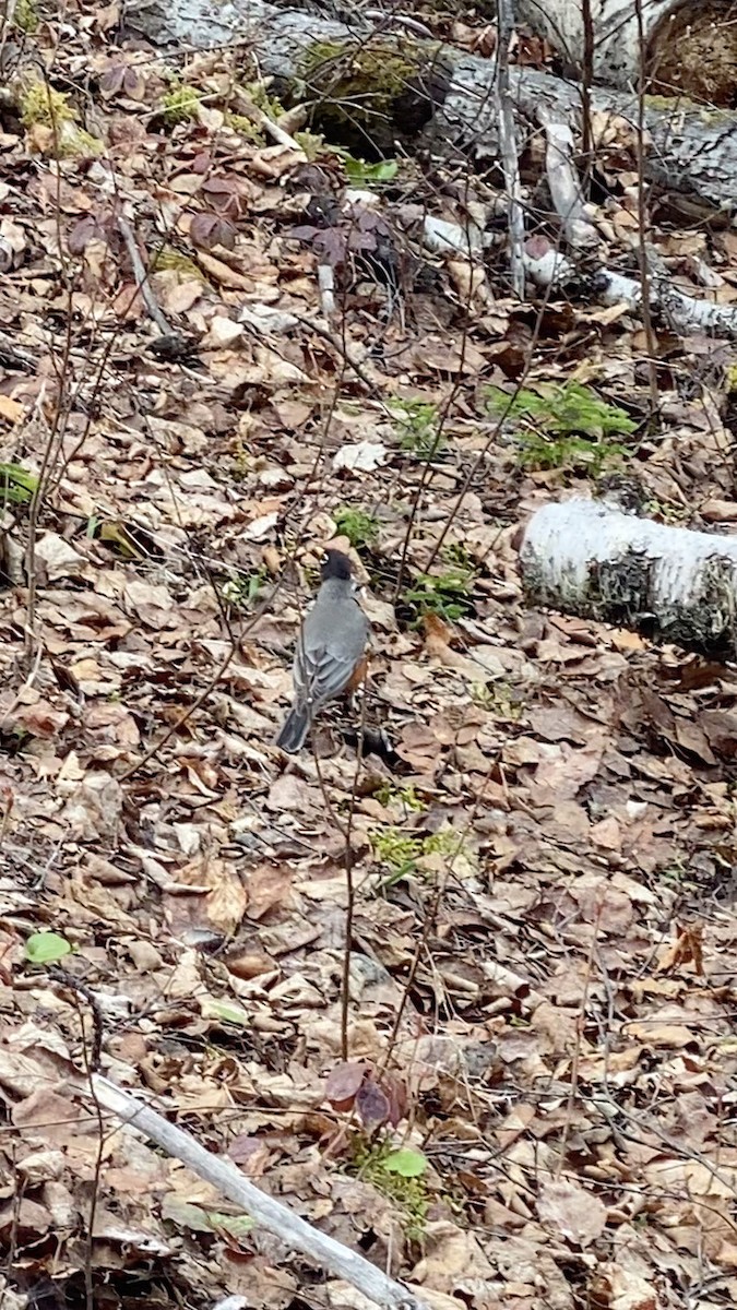 American Robin - ML617838217