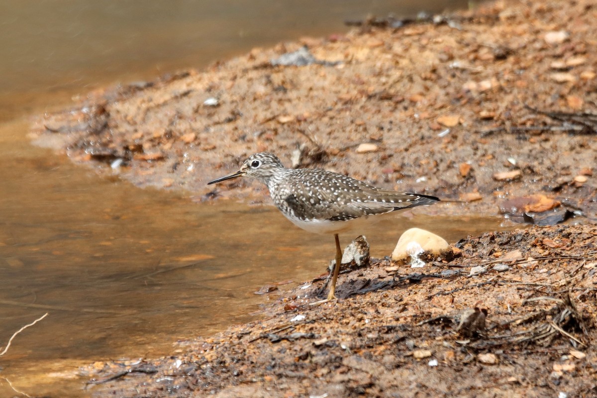 Solitary Sandpiper - ML617838223