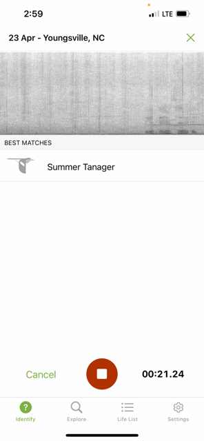 Summer Tanager - ML617838247