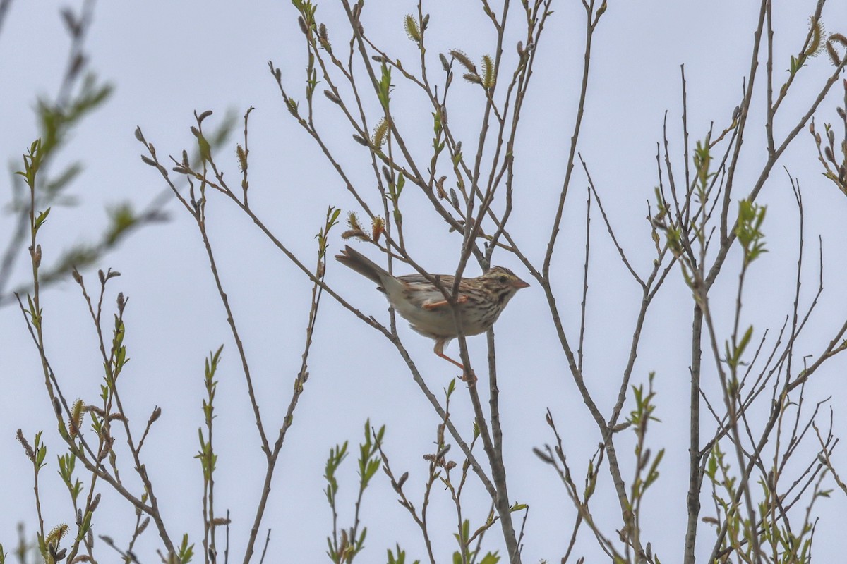 Savannah Sparrow - ML617838269