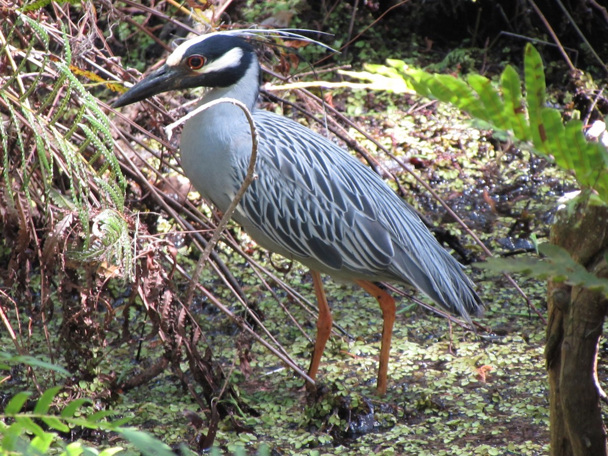 Yellow-crowned Night Heron - ML617838282