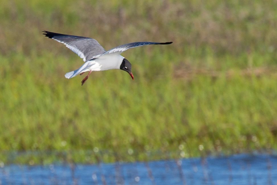Laughing Gull - ML617838297