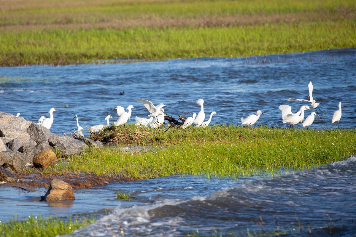 Snowy Egret - ML617838305