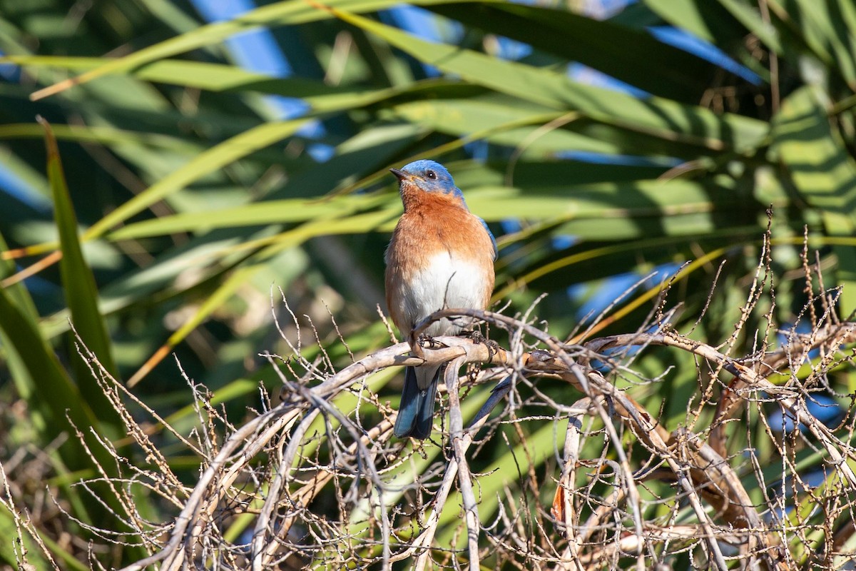 Eastern Bluebird - ML617838311