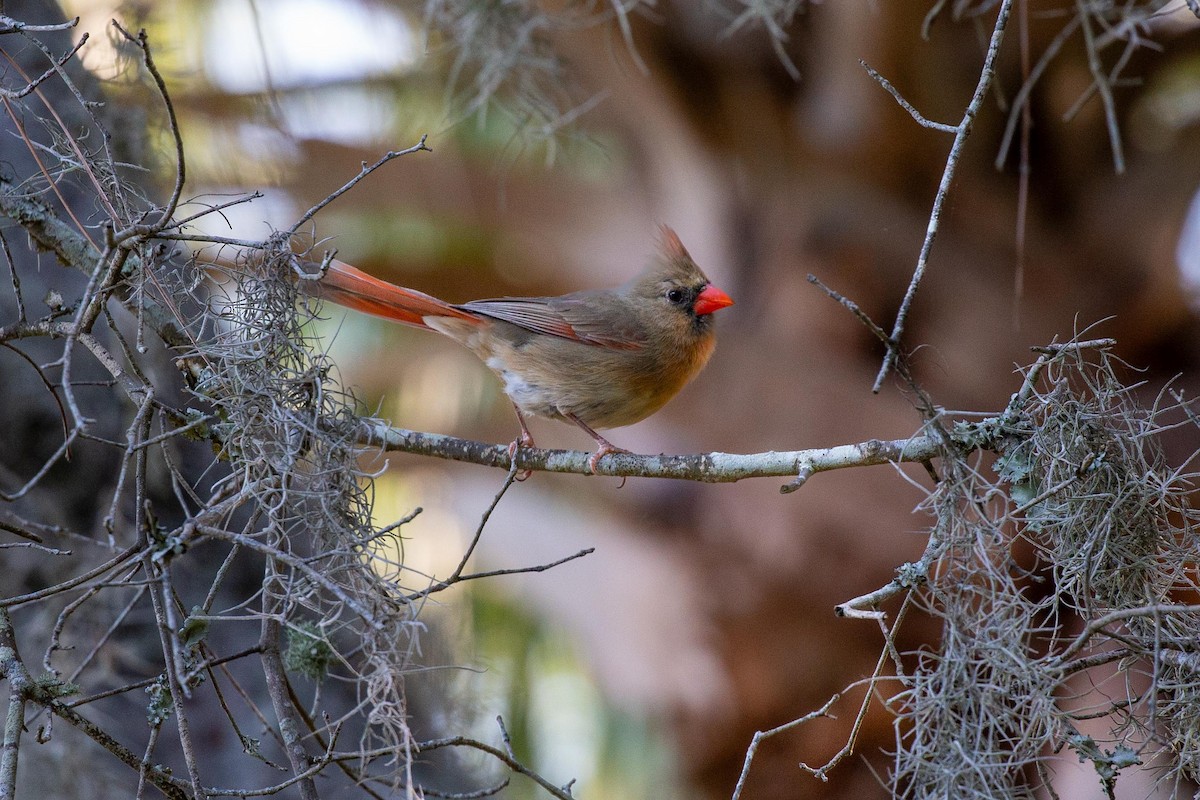 Northern Cardinal - ML617838316
