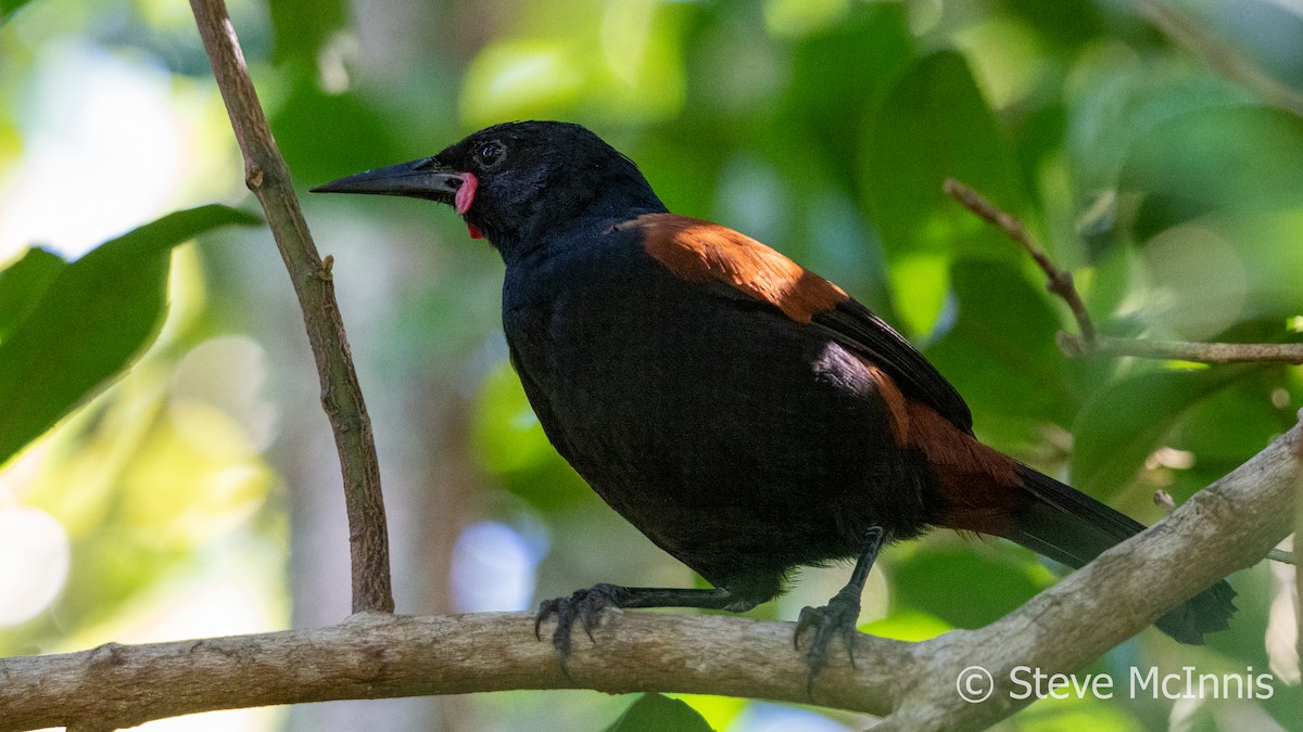 North Island Saddleback - Steve McInnis