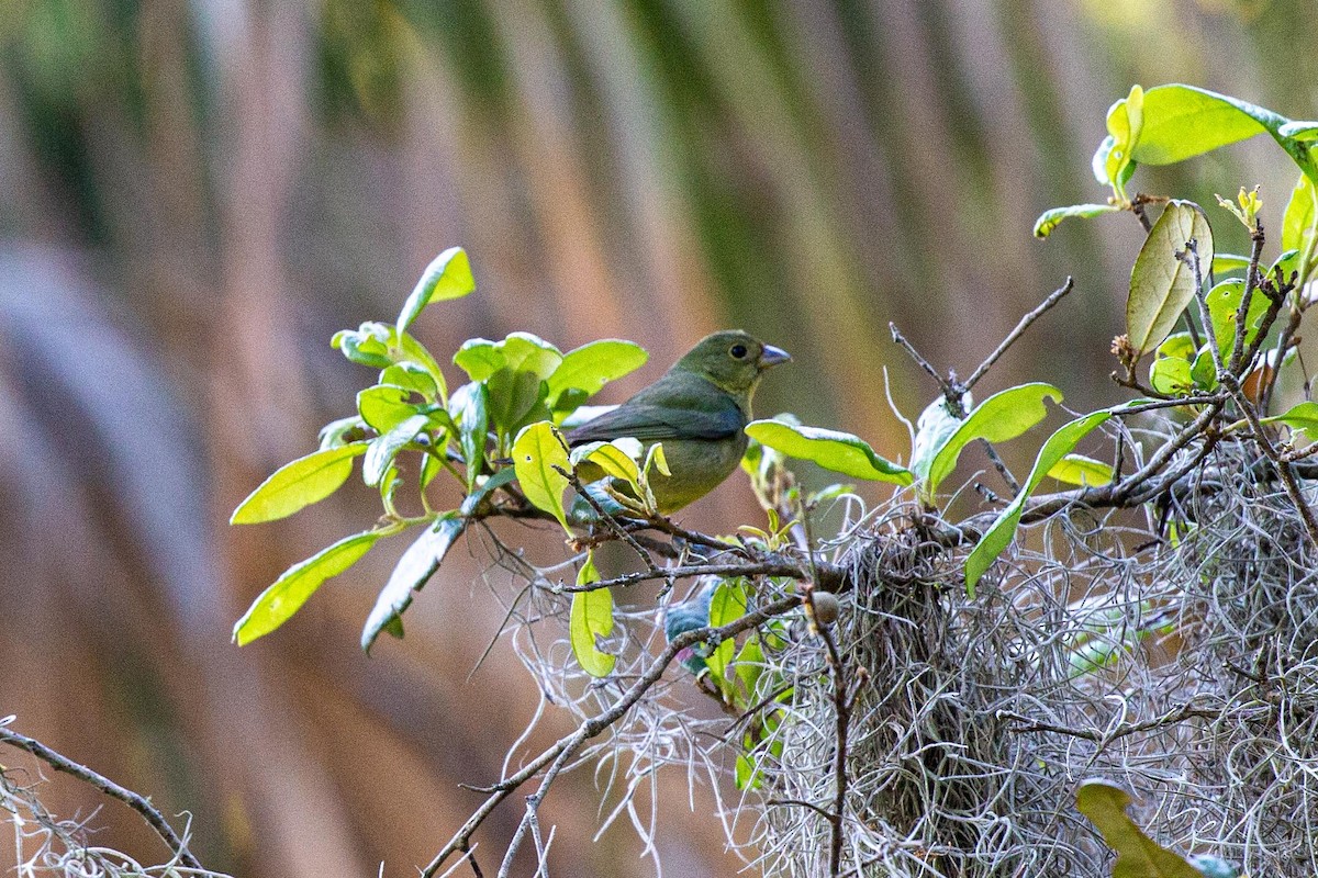 Painted Bunting - ML617838320