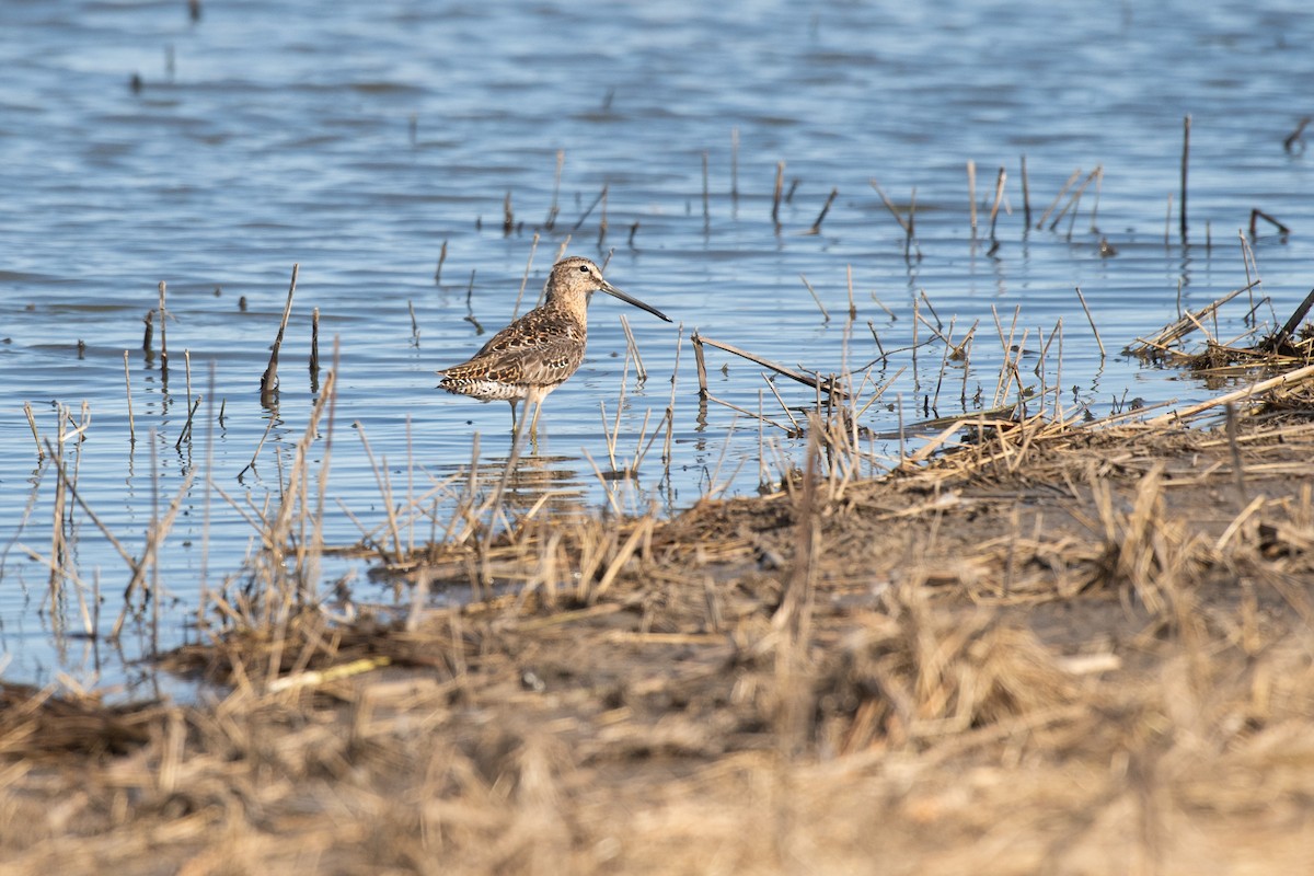 Long-billed Dowitcher - ML617838346