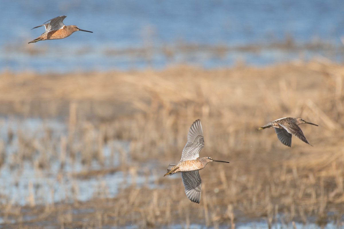 Long-billed Dowitcher - ML617838347