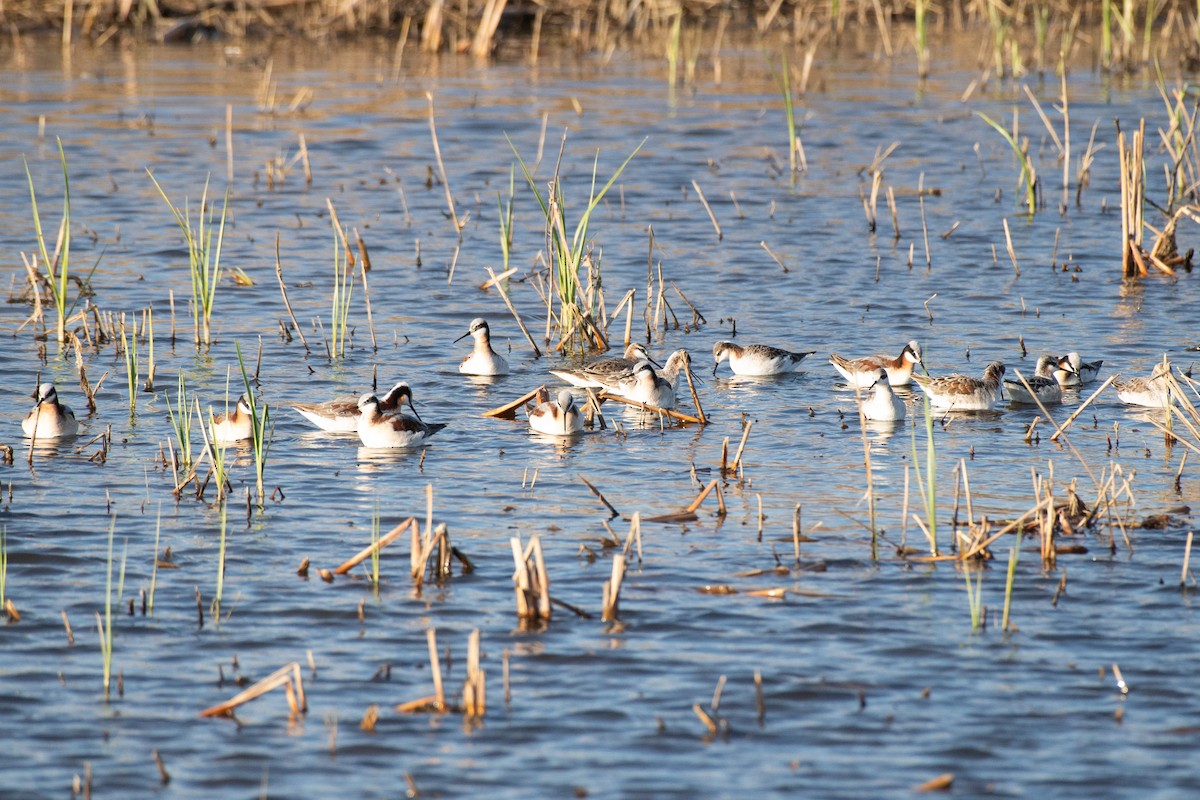 Phalarope de Wilson - ML617838359