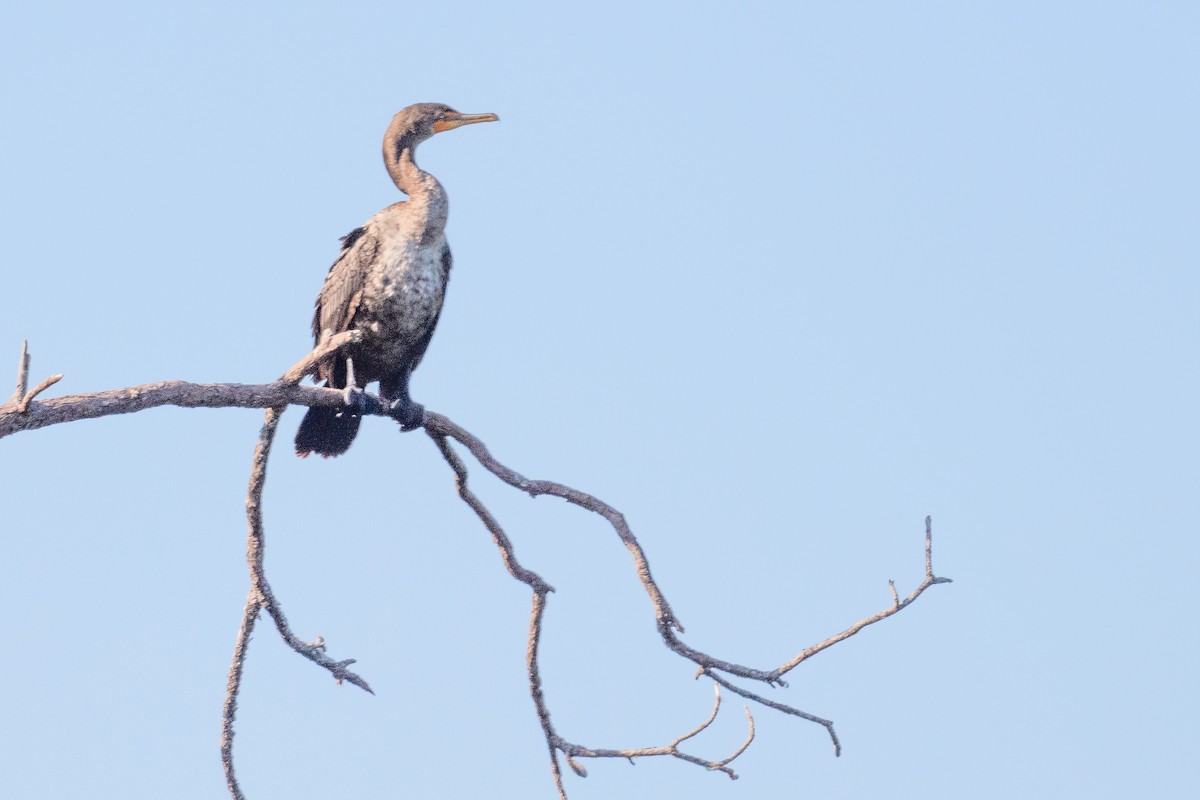 Double-crested Cormorant - ML617838391