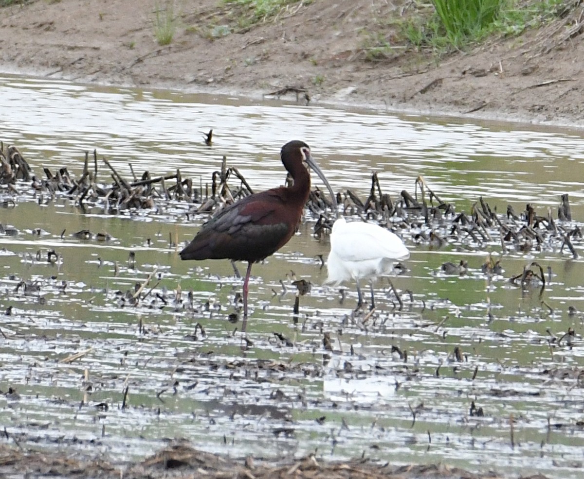 Ibis à face blanche - ML617838399