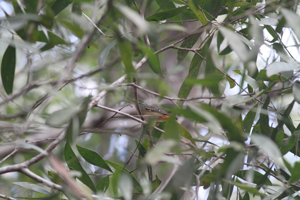 Spotted Pardalote - ML61783841