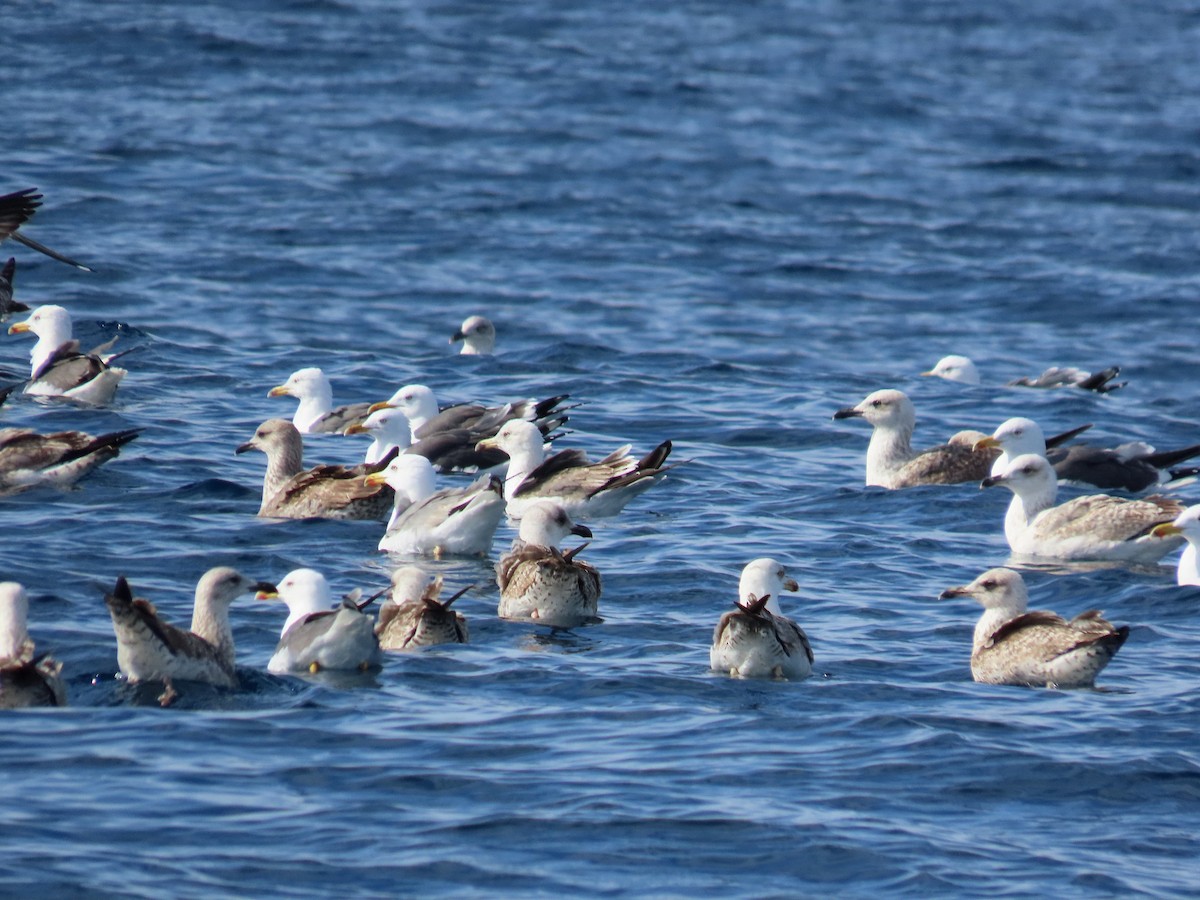 Gaviota Patiamarilla - ML617838418