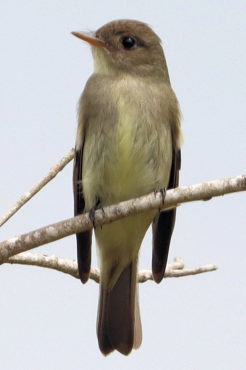 Eastern Wood-Pewee - James Boughton