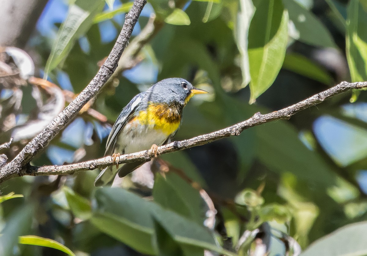 Northern Parula - ML617838571