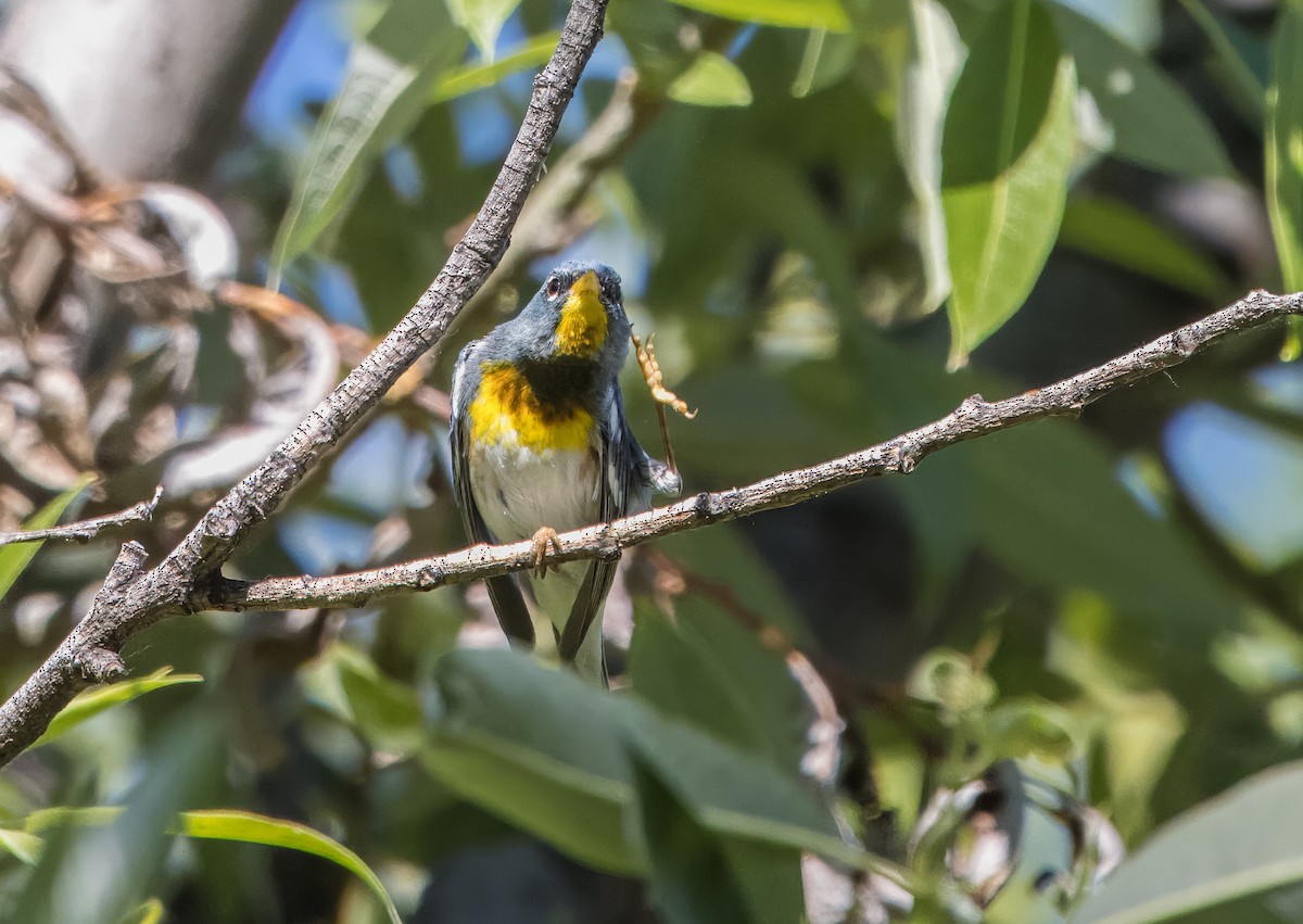 Northern Parula - ML617838575