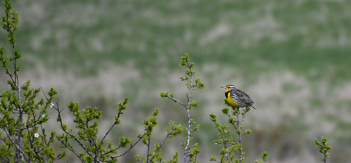 Western Meadowlark - ML617838604