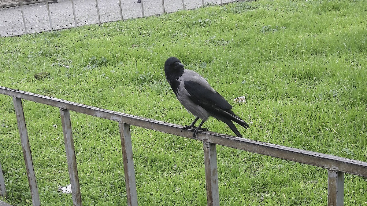 Hooded Crow - Ales Tomek