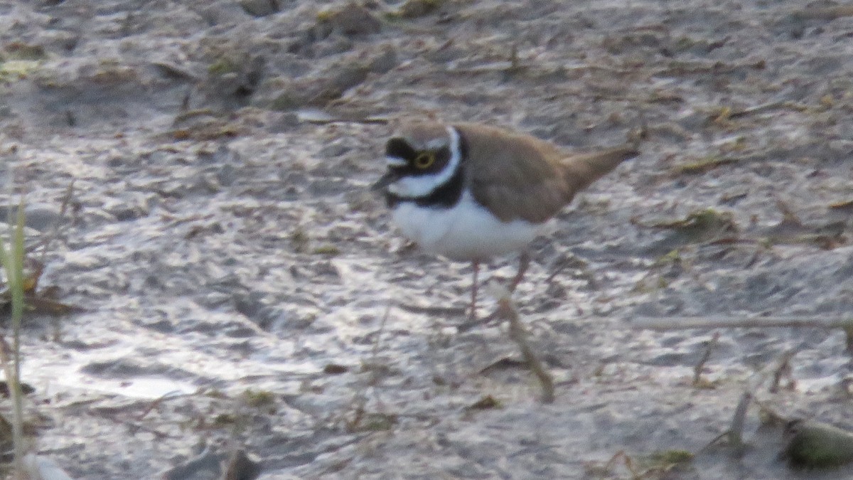 Little Ringed Plover - ML617838616