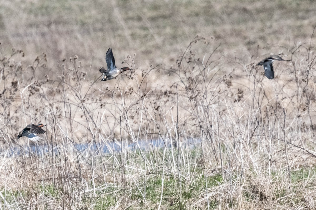 Green-winged Teal - ML617838631