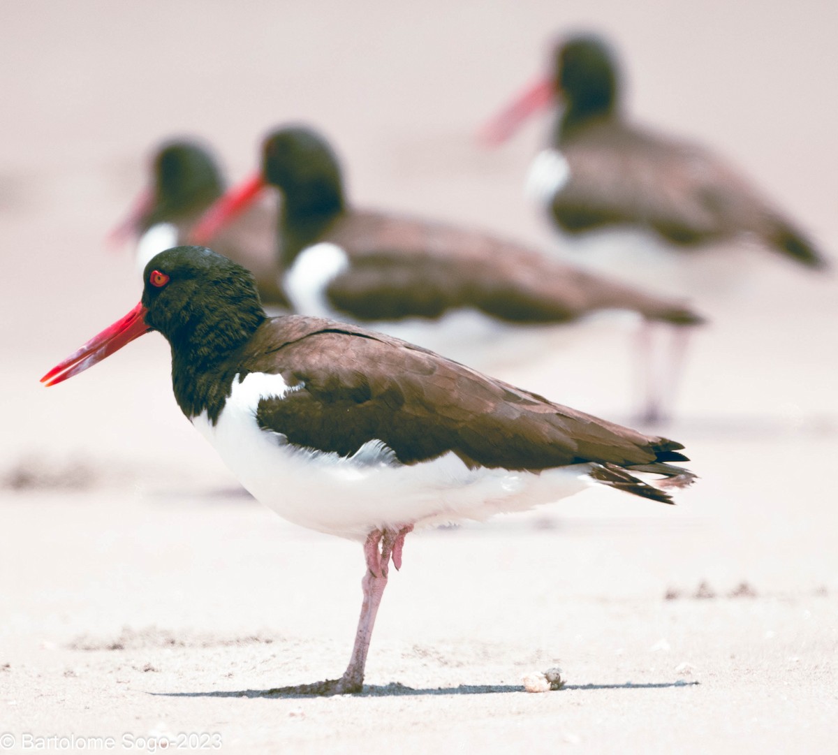 American Oystercatcher - Bartolome Soto