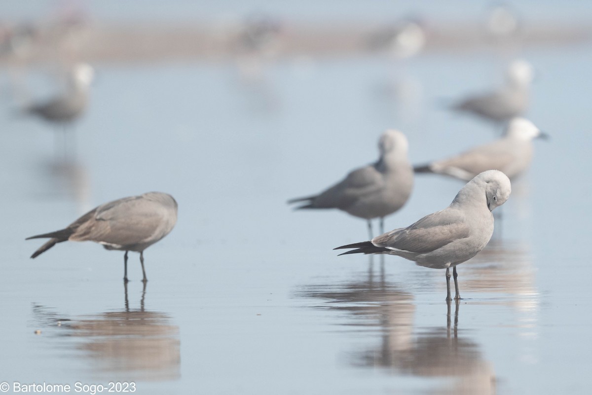 Gray Gull - Bartolome Soto