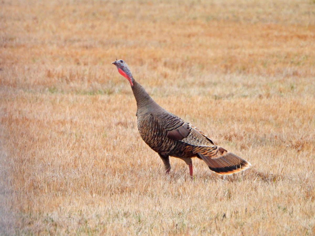 Wild Turkey - ML617838666