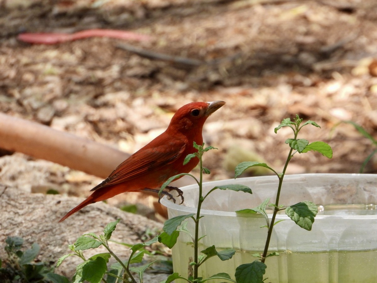 Piranga Roja - ML617838671