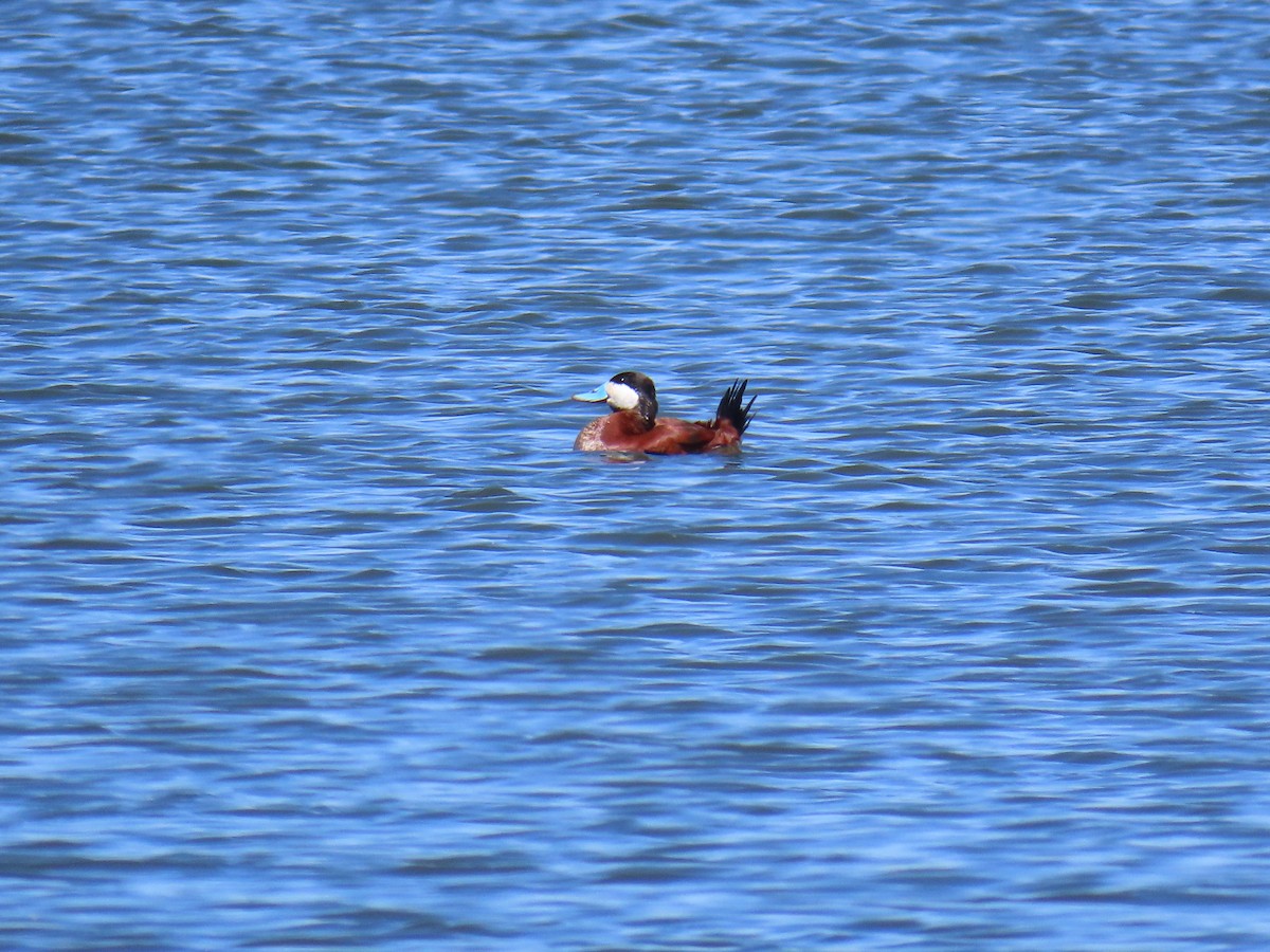 Ruddy Duck - ML617838709