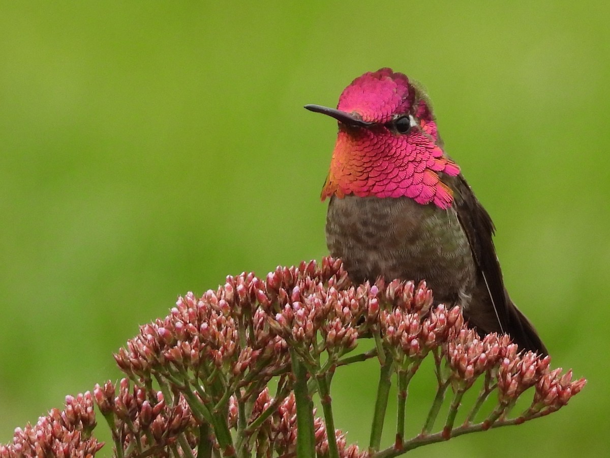 Anna's Hummingbird - ML617838715