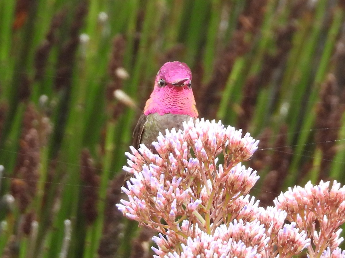 Anna's Hummingbird - ML617838722