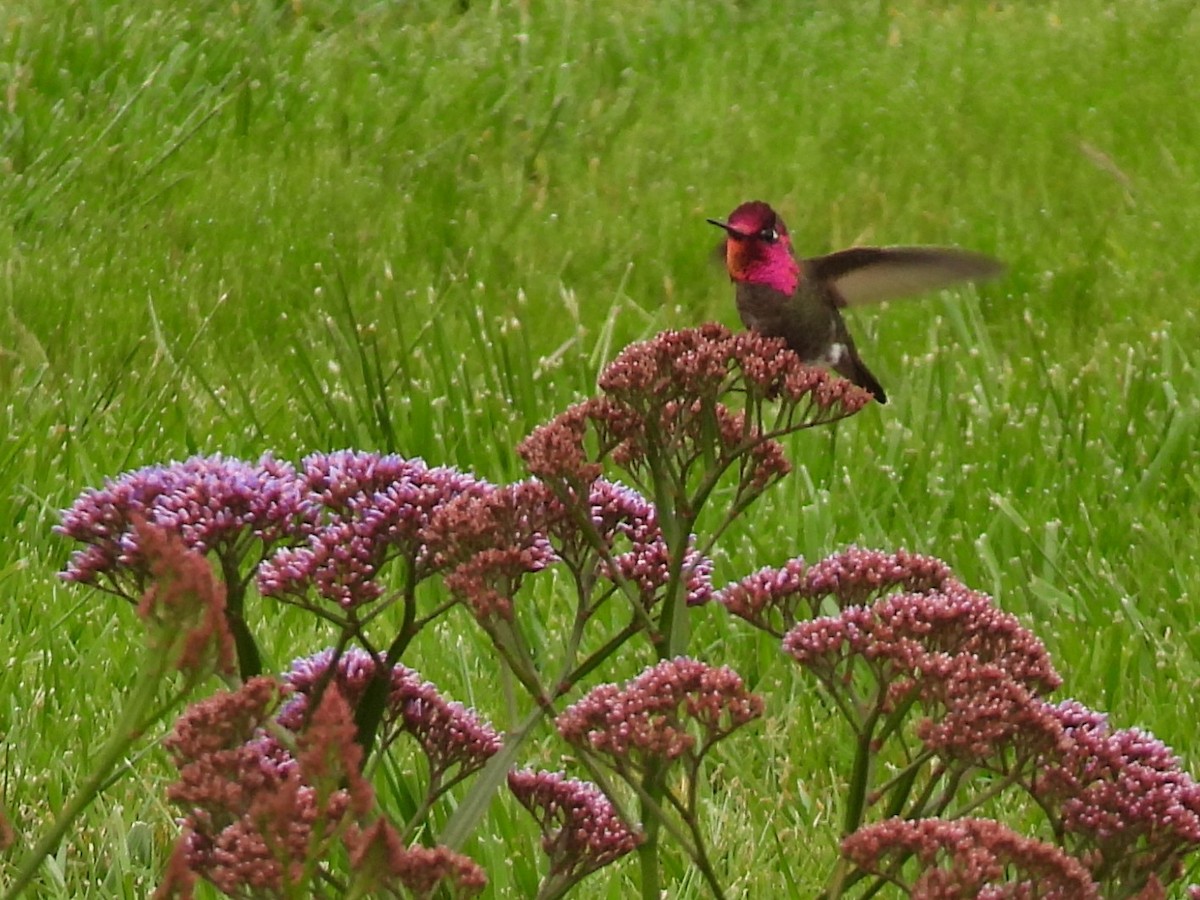 Colibrí de Anna - ML617838723