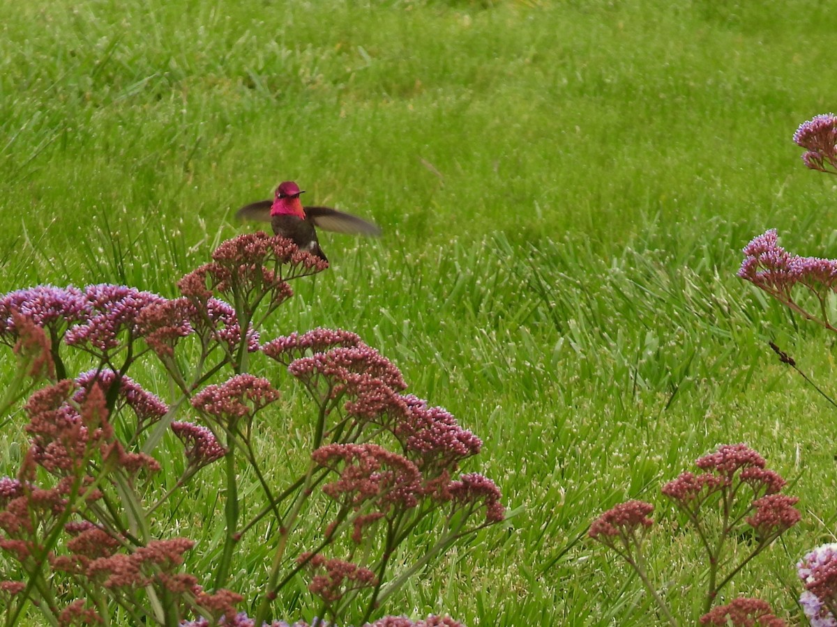 Anna's Hummingbird - ML617838724