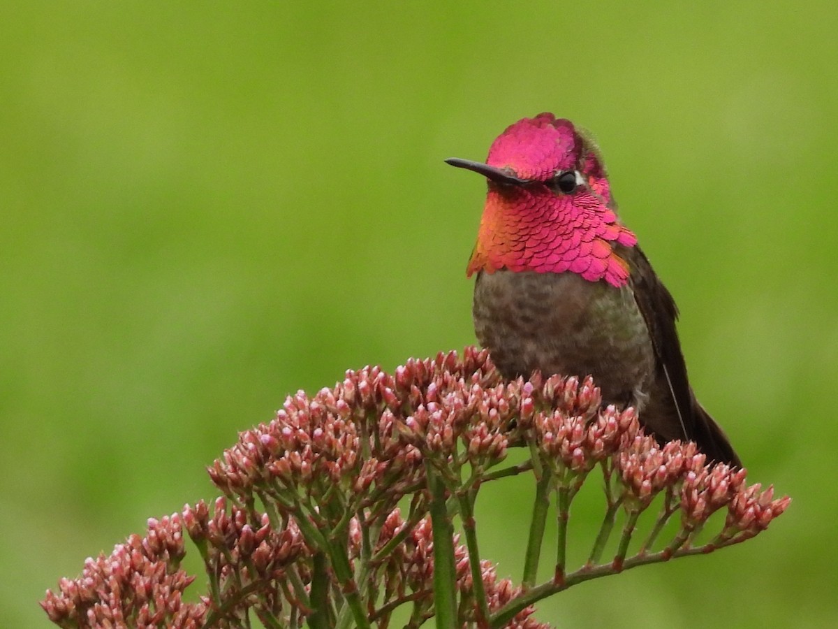 Colibrí de Anna - ML617838729