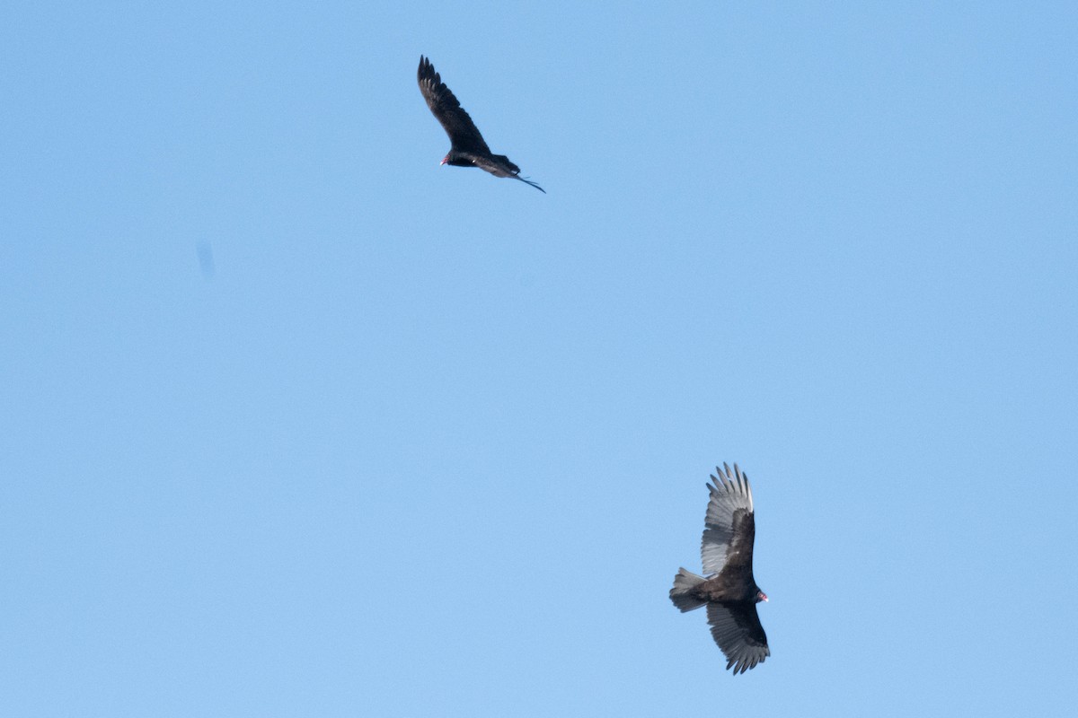 Turkey Vulture - ML617838771