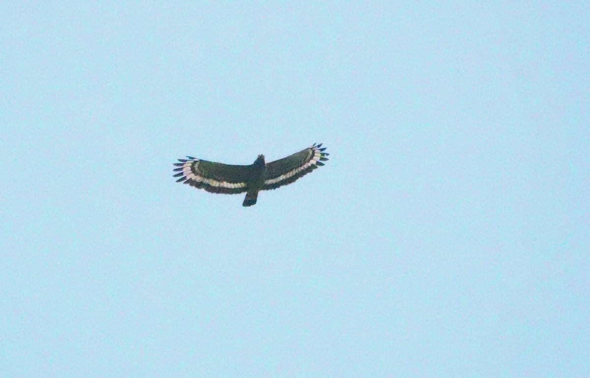 Crested Serpent-Eagle - ML617838816