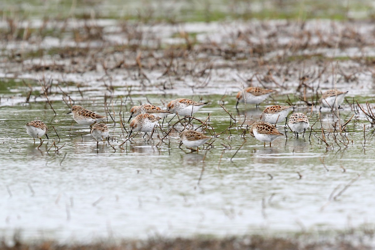 Western Sandpiper - Steve Rottenborn