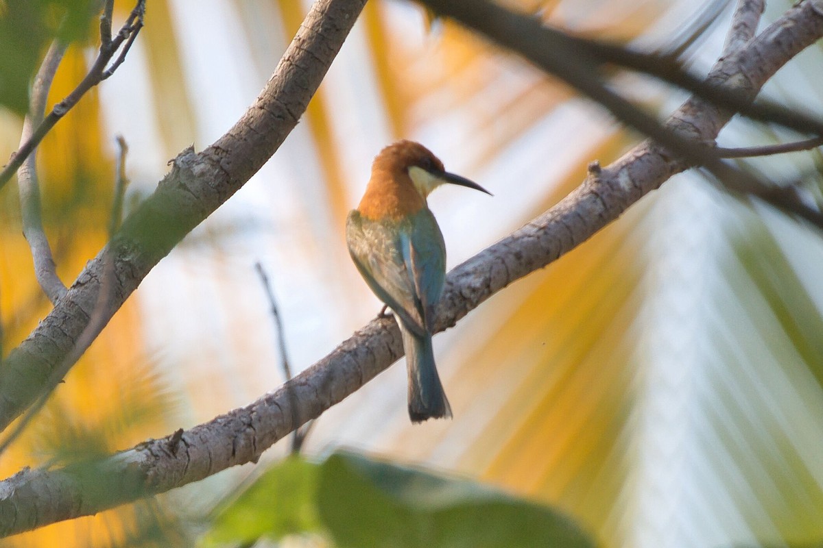 Chestnut-headed Bee-eater - ML617838944